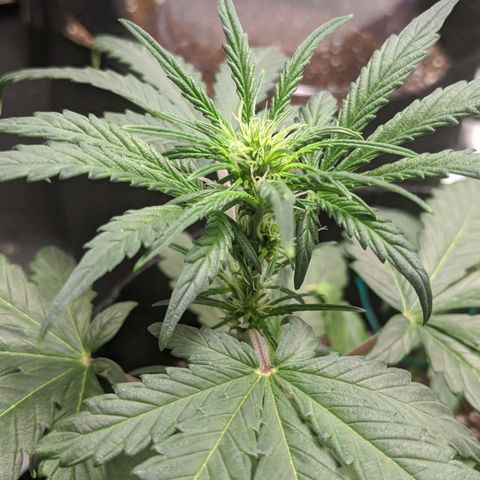 Miracle Berry Remix growlog timeline photo