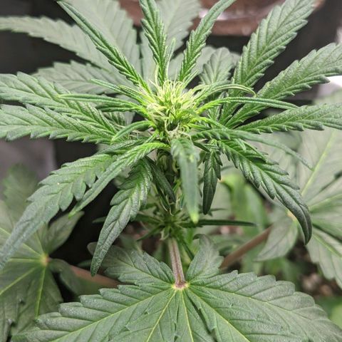 Miracle Berry Remix growlog timeline photo