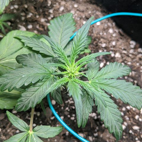 Miracle Berry Remix growlog timeline photo