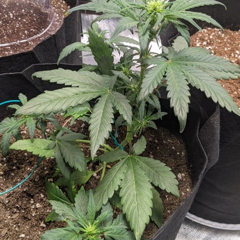 Miracle Berry Remix growlog timeline photo