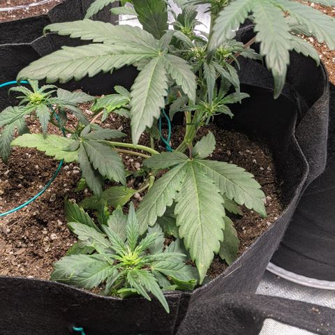 Miracle Berry Remix growlog timeline photo