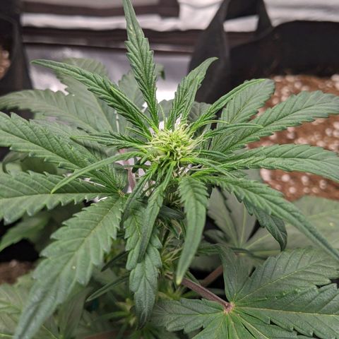 Miracle Berry Remix growlog timeline photo