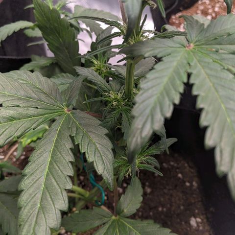 Miracle Berry Remix growlog timeline photo