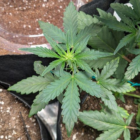 Miracle Berry Remix growlog timeline photo