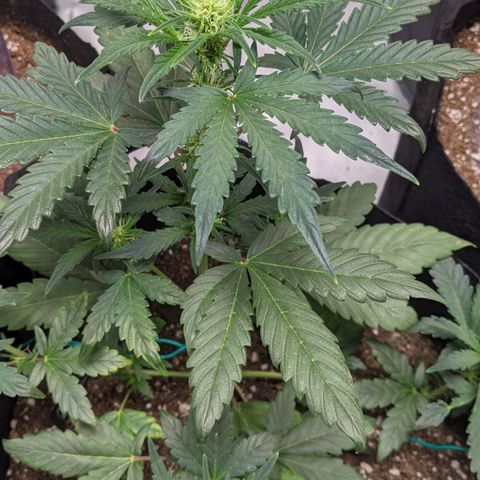 Miracle Berry Remix growlog timeline photo