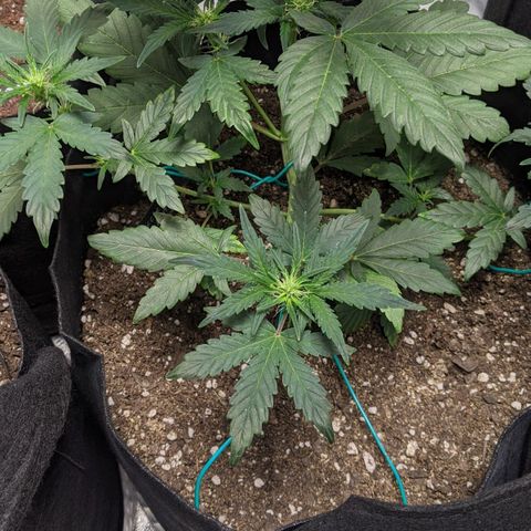 Miracle Berry Remix growlog timeline photo