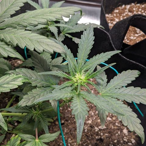 Miracle Berry Remix growlog timeline photo