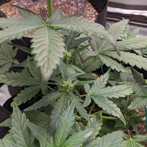 Miracle Berry Remix growlog timeline photo