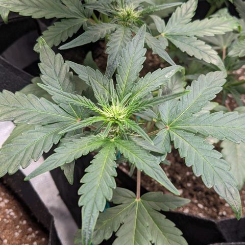 Miracle Berry Remix growlog timeline photo