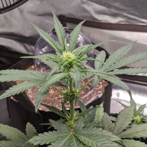 Miracle Berry Remix growlog timeline photo