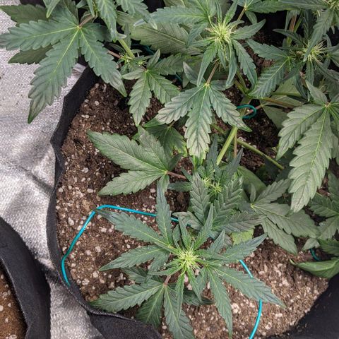 Miracle Berry Remix growlog timeline photo