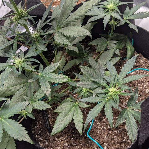 Miracle Berry Remix growlog timeline photo