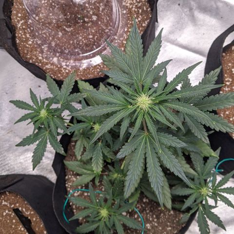 Miracle Berry Remix growlog timeline photo
