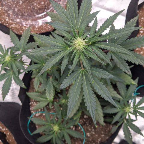 Miracle Berry Remix growlog timeline photo