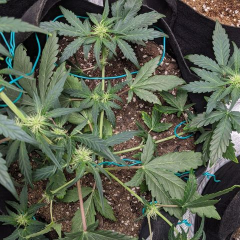 Miracle Berry Remix growlog timeline photo
