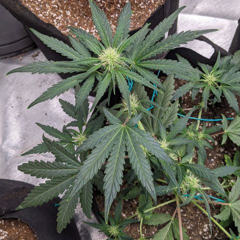 Miracle Berry Remix growlog timeline photo
