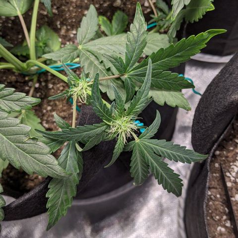 Miracle Berry Remix growlog timeline photo