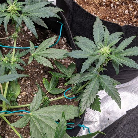 Miracle Berry Remix growlog timeline photo