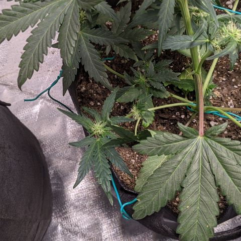 Miracle Berry Remix growlog timeline photo