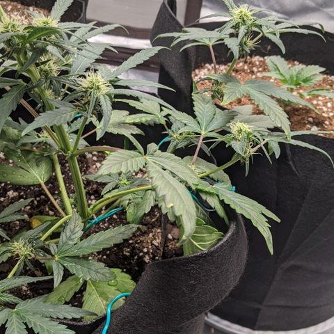 Miracle Berry Remix growlog timeline photo