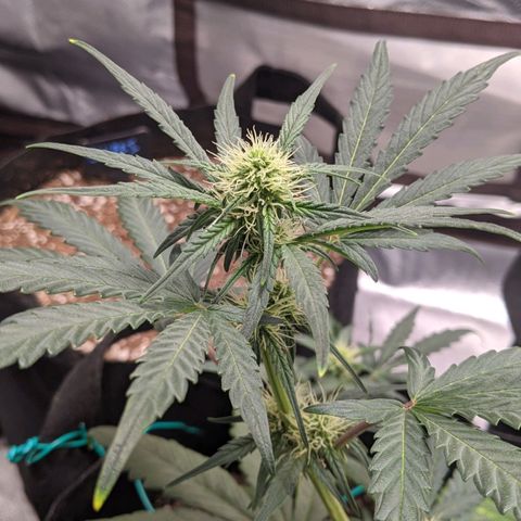 Miracle Berry Remix growlog timeline photo
