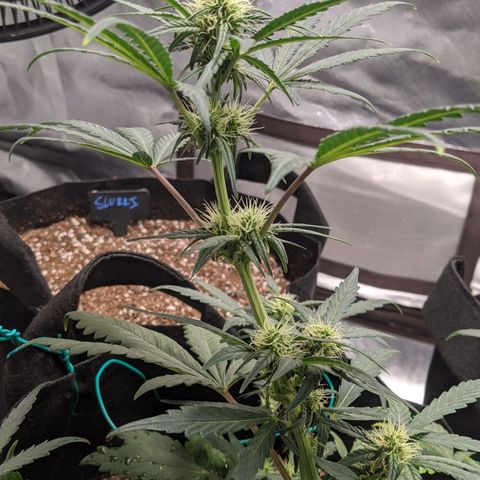 Miracle Berry Remix growlog timeline photo
