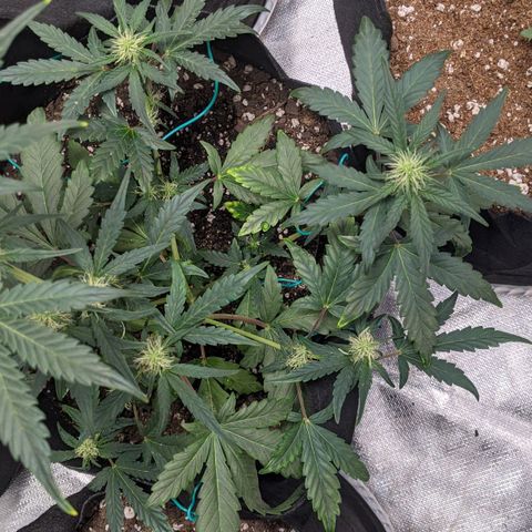 Miracle Berry Remix growlog timeline photo