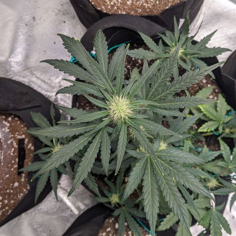 Miracle Berry Remix growlog timeline photo
