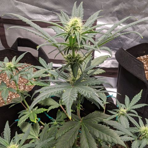 Miracle Berry Remix growlog timeline photo