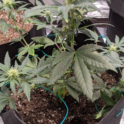 Miracle Berry Remix growlog timeline photo