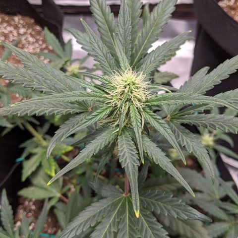 Miracle Berry Remix growlog timeline photo