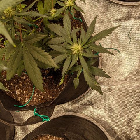Miracle Berry Remix growlog timeline photo