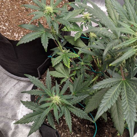 Miracle Berry Remix growlog timeline photo