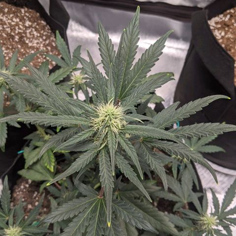Miracle Berry Remix growlog timeline photo