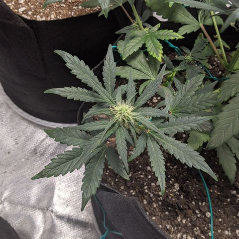 Miracle Berry Remix growlog timeline photo