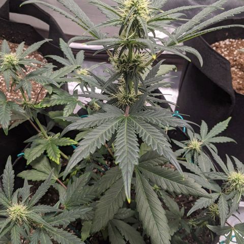Miracle Berry Remix growlog timeline photo