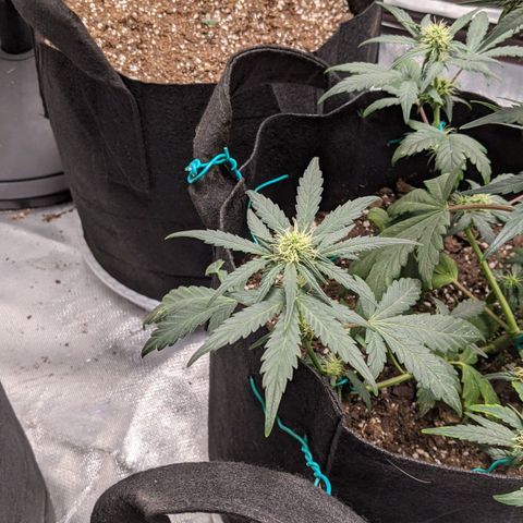 Miracle Berry Remix growlog timeline photo