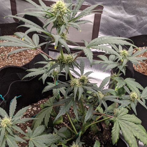 Miracle Berry Remix growlog timeline photo