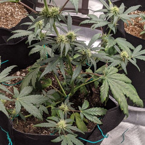 Miracle Berry Remix growlog timeline photo