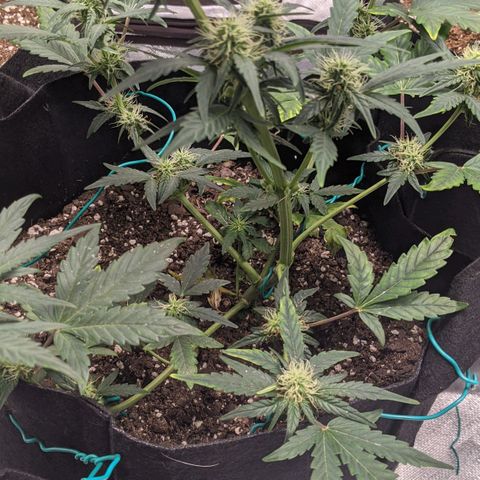 Miracle Berry Remix growlog timeline photo