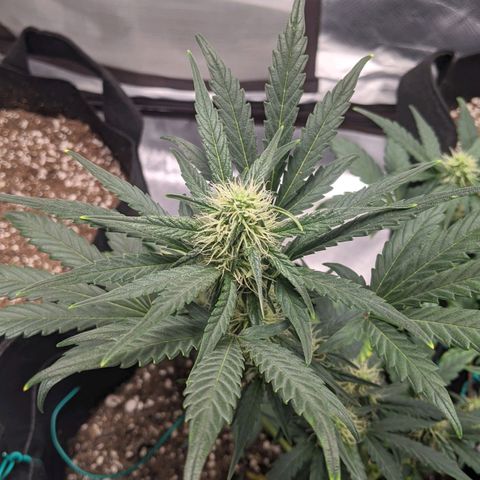 Miracle Berry Remix growlog timeline photo