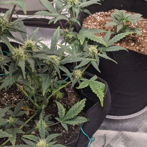 Miracle Berry Remix growlog timeline photo
