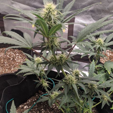Miracle Berry Remix growlog timeline photo