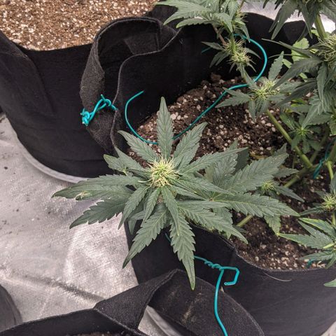 Miracle Berry Remix growlog timeline photo