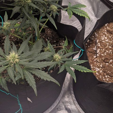 Miracle Berry Remix growlog timeline photo
