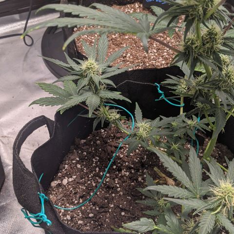 Miracle Berry Remix growlog timeline photo