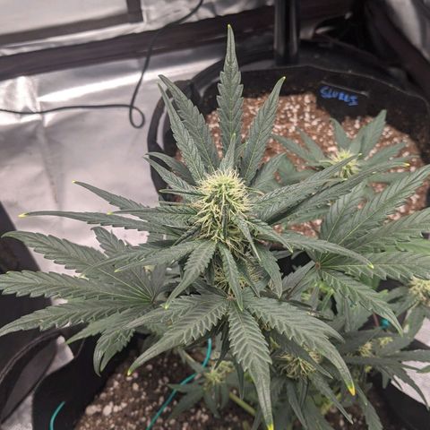 Miracle Berry Remix growlog timeline photo