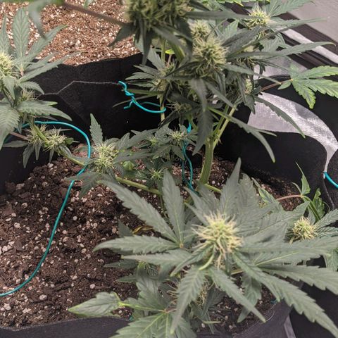 Miracle Berry Remix growlog timeline photo