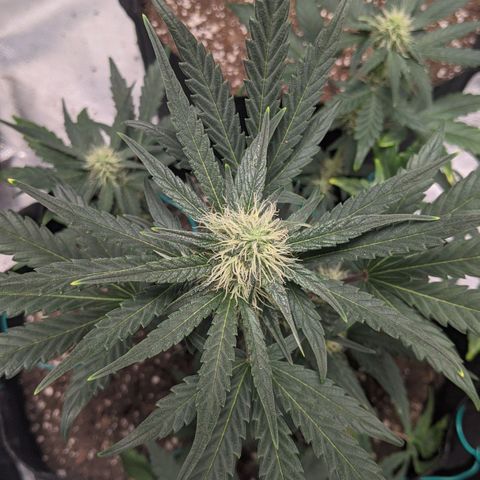 Miracle Berry Remix growlog timeline photo