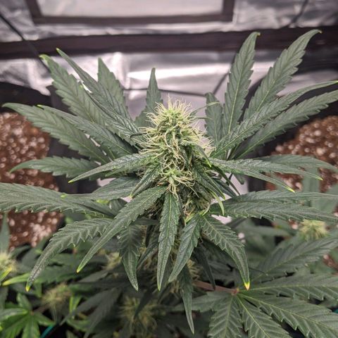 Miracle Berry Remix growlog timeline photo